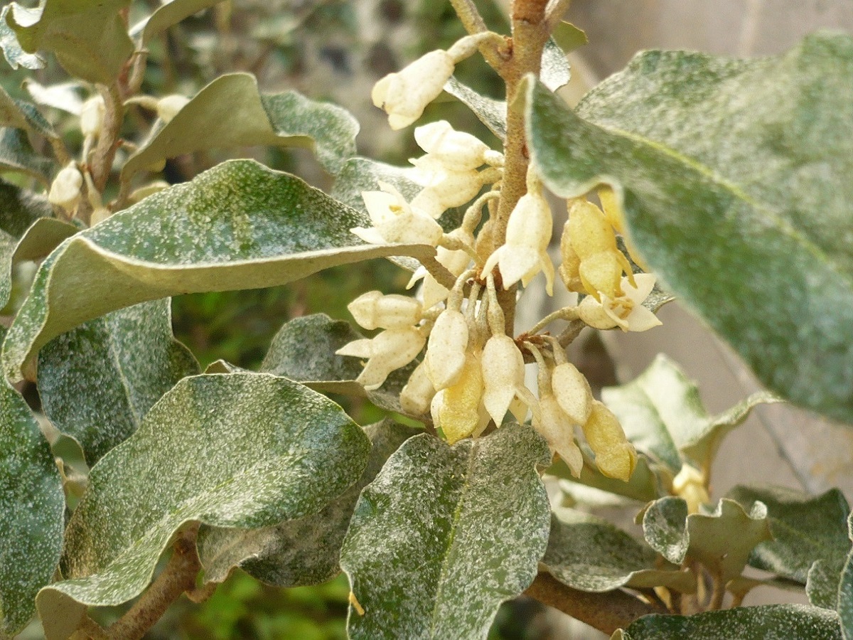 Elaeagnus x submacrophylla (Elaeagnaceae)